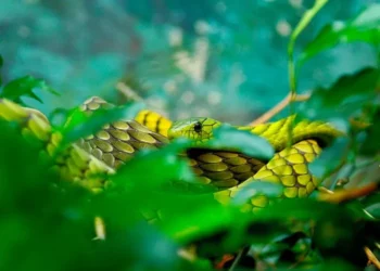 Snakes alive! Prepare your brand for the venomous crises lurking in the grass