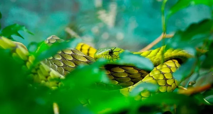 Snakes alive! Prepare your brand for the venomous crises lurking in the grass