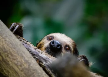 Seven Days on Twitter: The South African sloth