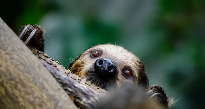 Seven Days on Twitter: The South African sloth