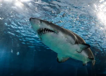 Seven Days on Twitter: Our #AbsentPresident and shark infested waters