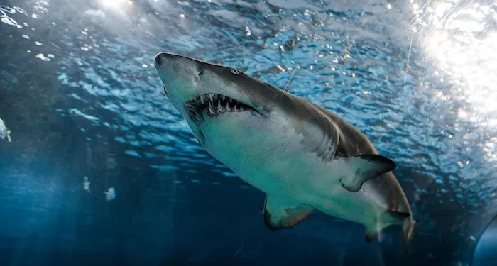 Seven Days on Twitter: Our #AbsentPresident and shark infested waters