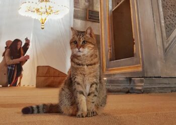 Seven Days on X: And the cat is out of the bag #FatCat