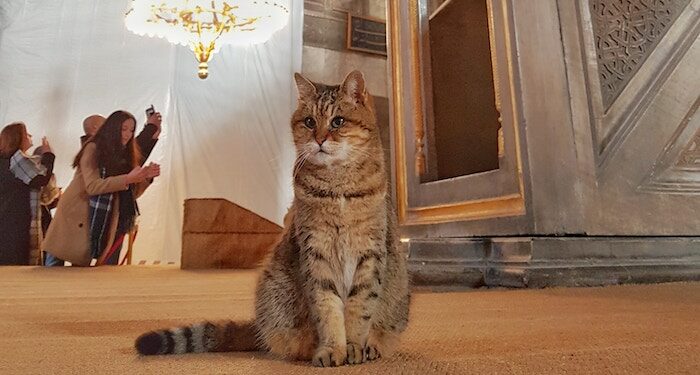 Seven Days on X: And the cat is out of the bag #FatCat