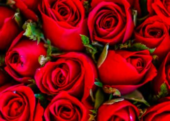 Valentine’s Day …