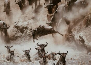 Seven Days on Social Media: Have I got GNUs for you