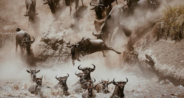 Seven Days on Social Media: Have I got GNUs for you