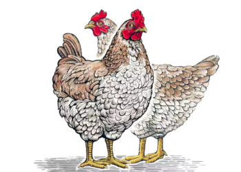 Sex sells in these Zimbabwe take-out chicken ads
