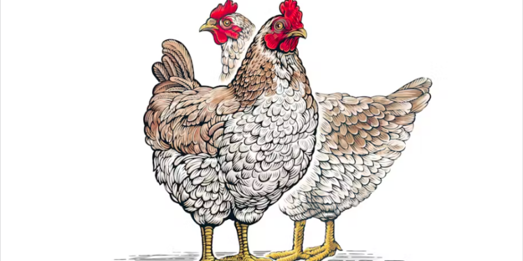 Sex sells in these Zimbabwe take-out chicken ads
