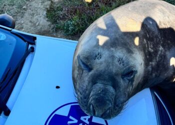 Seven Days on Social Media: Child Protection Week, #MyDisappointment and a soppy seal