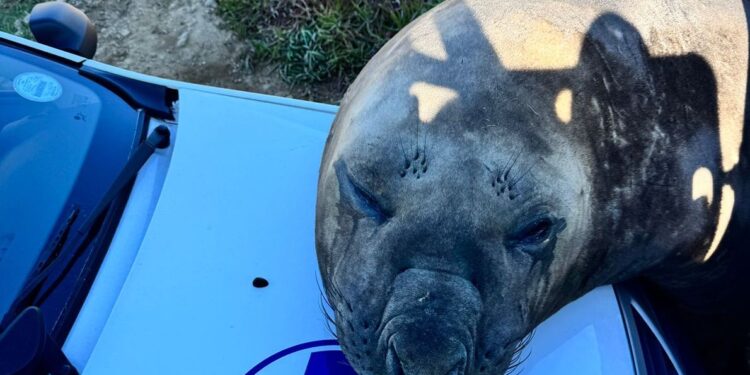 Seven Days on Social Media: Child Protection Week, #MyDisappointment and a soppy seal