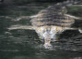 Burrowed Perspectives: Swimming with crocodiles