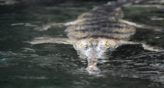 Burrowed Perspectives: Swimming with crocodiles
