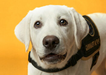 Meet the guide dog who trains harder than a gym bro