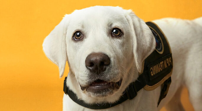 Meet the guide dog who trains harder than a gym bro
