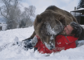 Do animals have a future on Hollywood sets?