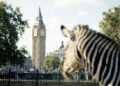 The Investec zebra’s journey from South Africa to the world