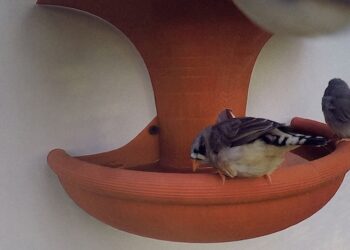 Agencies create ‘Drops of Life’ for city birds